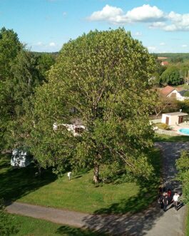 Camping Les Craouès - Frankrijk