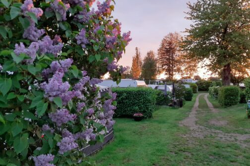 Kongsøre Camping - Denemarken