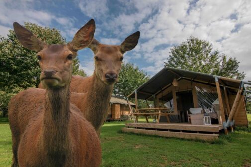 Recreatie- & Hertenboerderij De Weerd - Nederland